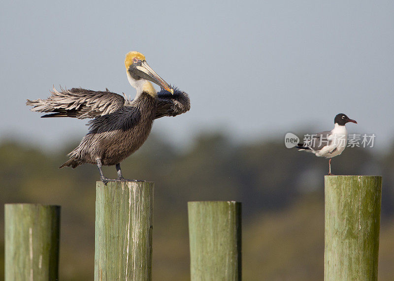 Pelican和Segul Horizontal坐在柱子上